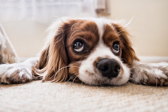 Entretenir correctement votre tondeuse pour chien